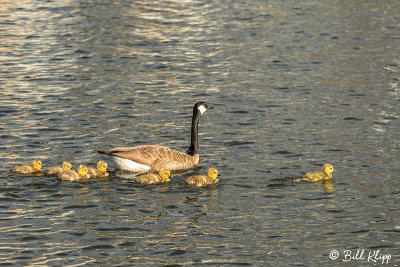Canada Geese  31