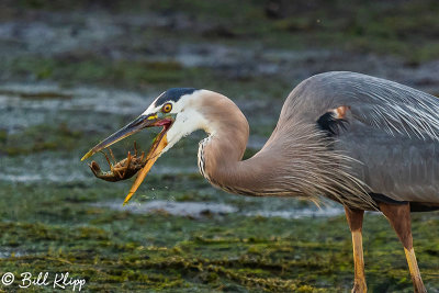 Great Blue Heron with crayfish 52