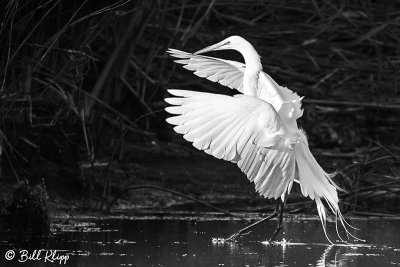 Great Egret  1