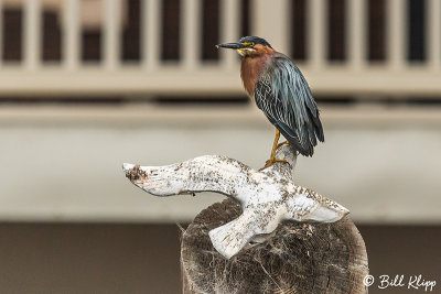 Green Heron  10