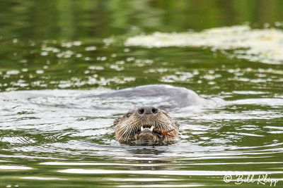 River Otter 15