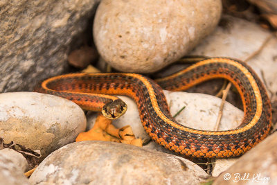 Garter Snake 4