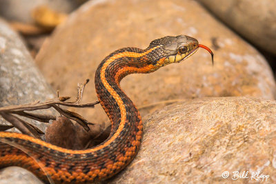 Garter Snake  5