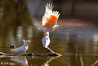 Pink Cockatoo,  Bowra Reserve, Cunnamulla  1