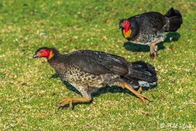 Brush Turkeys, Lamington National Park 1