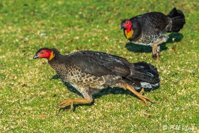 Brush Turkeys, Lamington National Park  1