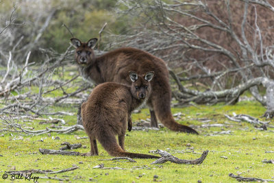 Kangaroos,  Kangaroo Island  2