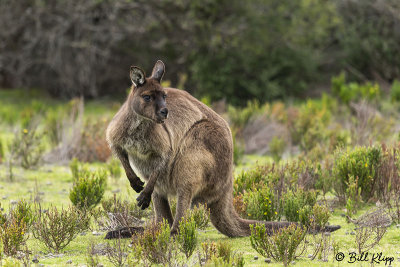 Kangaroo,  Kangaroo Island 1