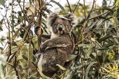 Koala Bear,   Kangaroo Island  2
