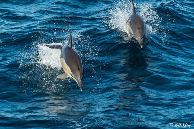 Common Dolphins,  Sydney  1