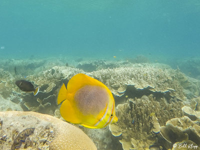 Butterfly Fish, Lizard Island  1