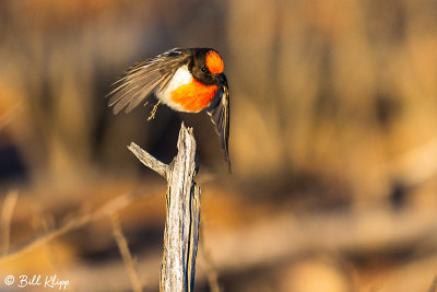 Red-Capped Robin, Bowra Reserve, Cunnamulla  1