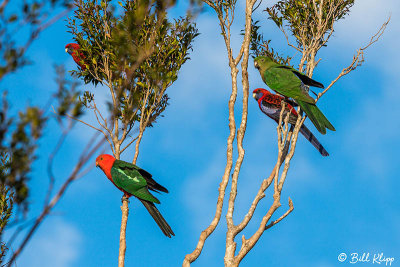 King Parrots, Lamington National Park 1