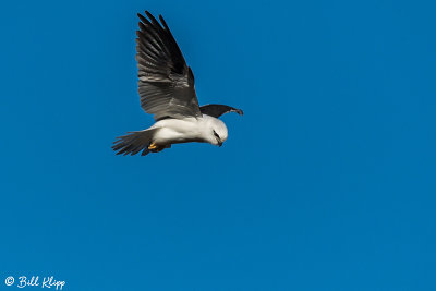 Black Shouldered Kite, Rangelands  1