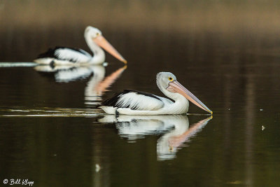 Australian Pelicans,  Warwick  1