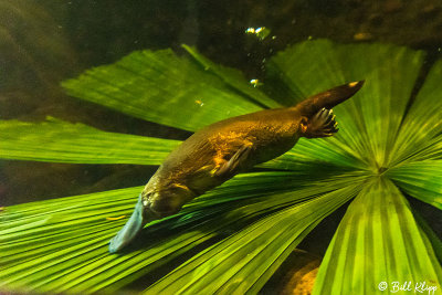 Platypus, Lone Pine Sanctuary, Brisbane  1