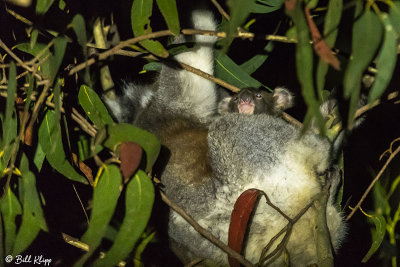 Koala with Joey (baby)  Kangaroo Island  3