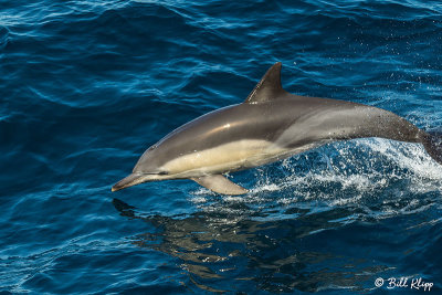 Common Dolphin,  Sydney  2
