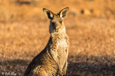 Western Grey Kangaroo, Rangelands, Queensland  1