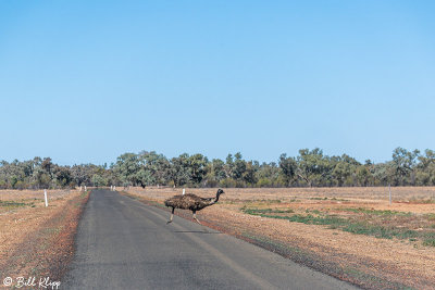 Emu,  Bowra Reserve, Cunnamulla  1