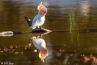 Pink Cockatoo,  Bowra Reserve, Cunnamulla  2