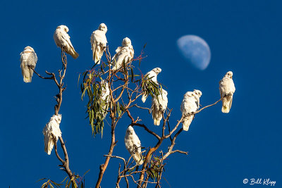 Little Corellas,  Broadwater Lake, Dalby  2