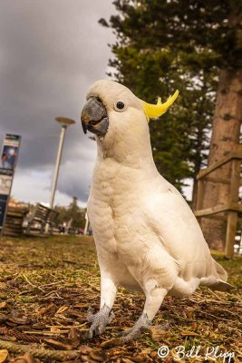 Sulphur-Crested Cockatoo, Manly Beach  2