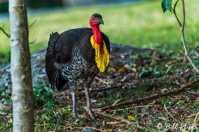 Brush Turkey, Lamington National Park  2