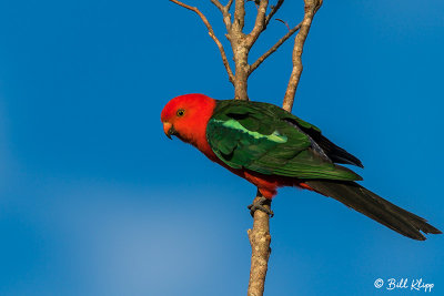 King Parrot,  Lamington National Park  2