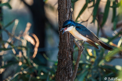 Restless Flycatcher,  Rangelands, Queensland  1