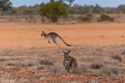 Western Grey Kangaroo, Bowra Reserve, Cunnamulla  3
