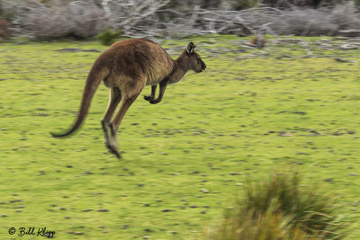 Kangaroo,  Kangaroo Island   4