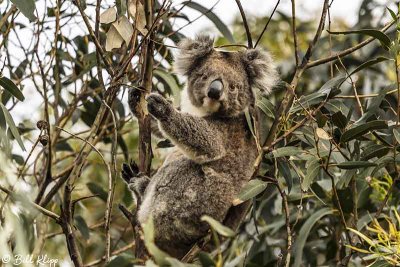 Koala Bear,   Kangaroo Island  4
