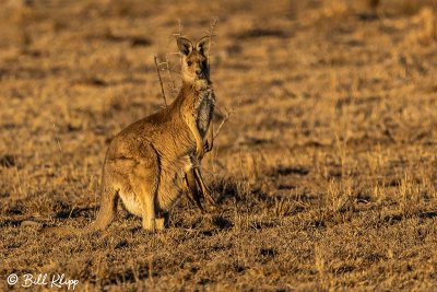 Eastern Grey Kangaroo,  Rangelands, Queensland  4