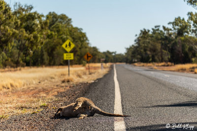 Road Kill Kangaroo,  Rangelands, Queensland  1