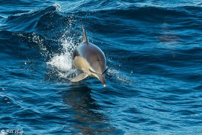 Common Dolphins,  Sydney  3