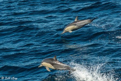 Common Dolphins,  Sydney  4