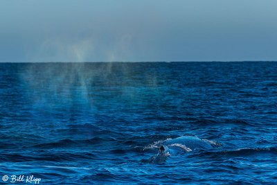 Humpback Whale,  Sydney  1