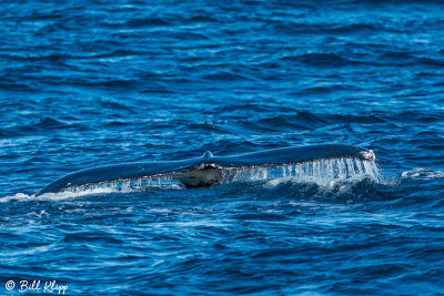 Humpback Whale,  Sydney  2
