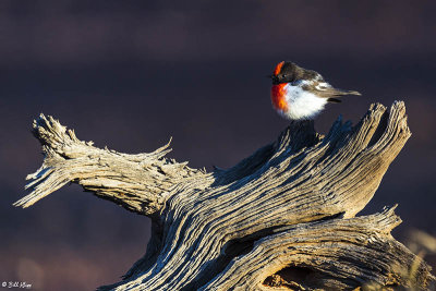 Red-Capped Robin,  Bowra Reserve, Cunnamulla   1