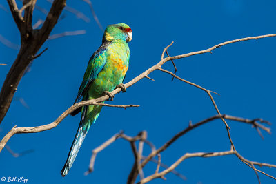 Ring-Necked Parrot,  Bowra Reserve, Cunnamulla  1