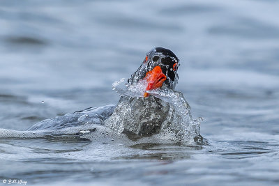 Pied Oyster Catcher, Bruny Island, Tasmania 1