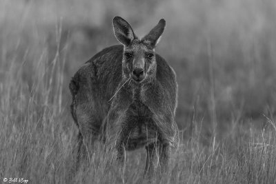 Eastern Grey Kangaroo, Broadwater Lake, Dalby  1