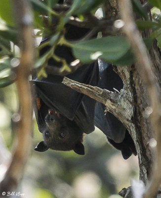 Flying Foxes (Bat),  Lizard Island  1