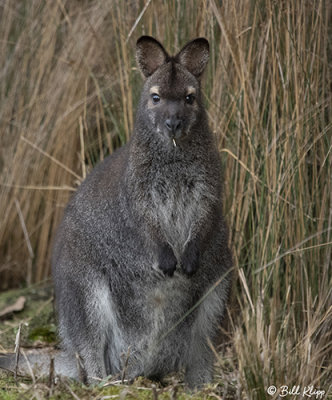 Swamp Wallaby,  Tasmania  1