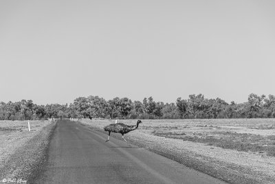 Emu,  Bowra Reserve, Cunnamulla  1