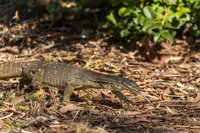 Yellow-Spotted Monitor Lizard, Lizard Island  3