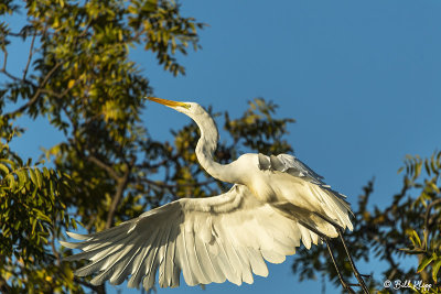 Great Egret taking flight   56