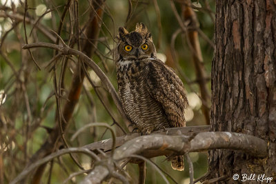 Great Horned Owl  7