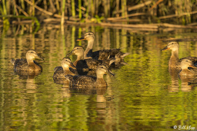Mallard Ducks 24